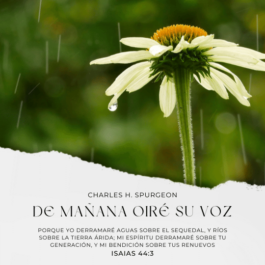 Porque yo derramaré aguas sobre el sequedal, y ríos sobre la tierra árida; mi Espíritu derramaré sobre tu generación, y mi bendición sobre tus renuevos